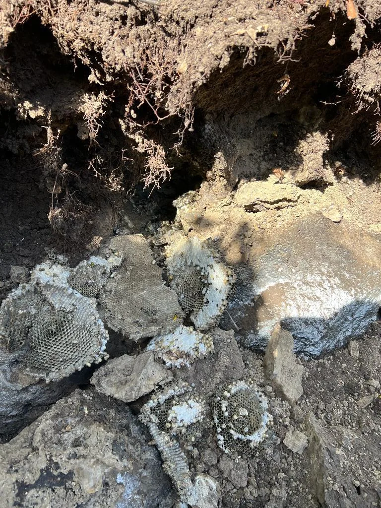 WhatsApp Image 2025-01-08 at 16.02.51_9a3c3251