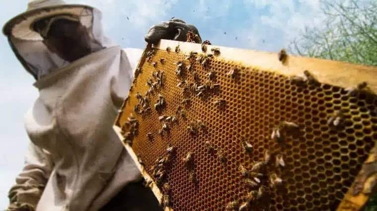 Beekeeper holding a frame of live honey bees during a Melbourne bee removal