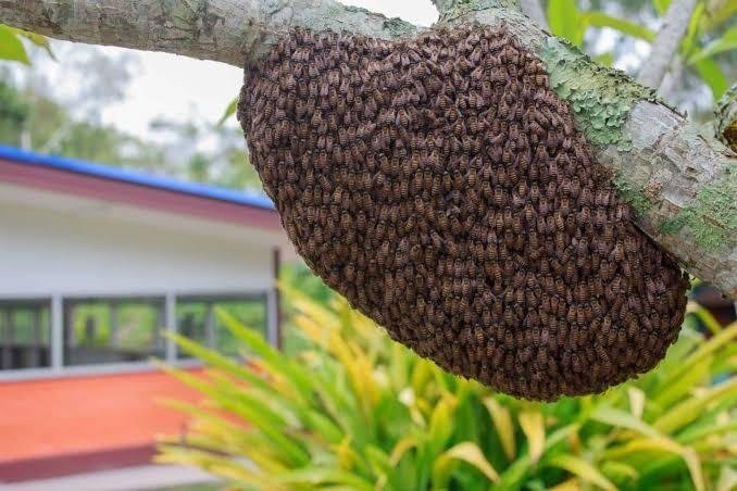 Honey bee swarm clustered on a tree branch beside a Melbourne house